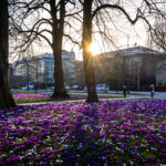 Krokus, Aarhus Rådhuspark